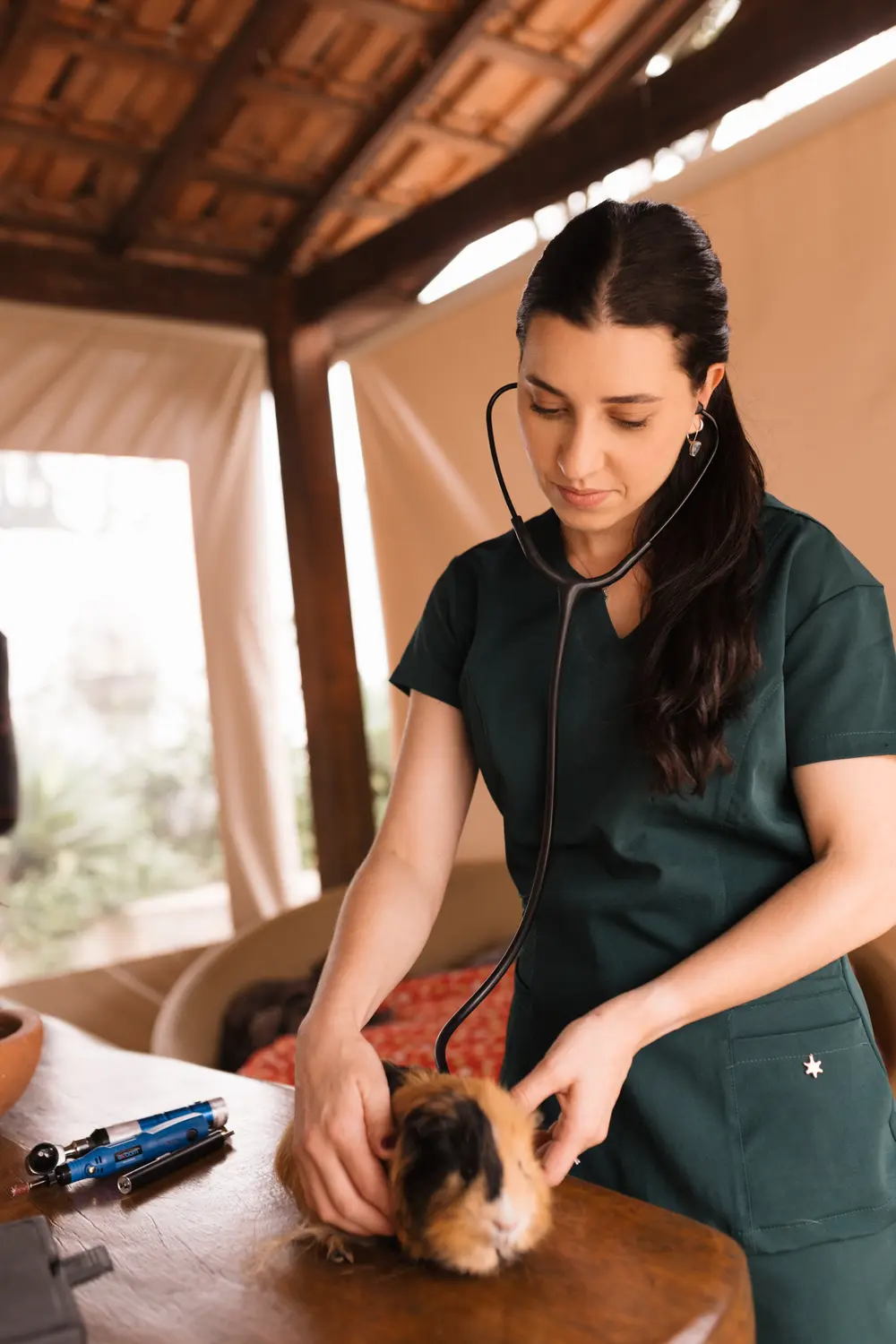 Veterinária auscultando porquinho-da-índia com estetoscópio em atendimento domiciliar